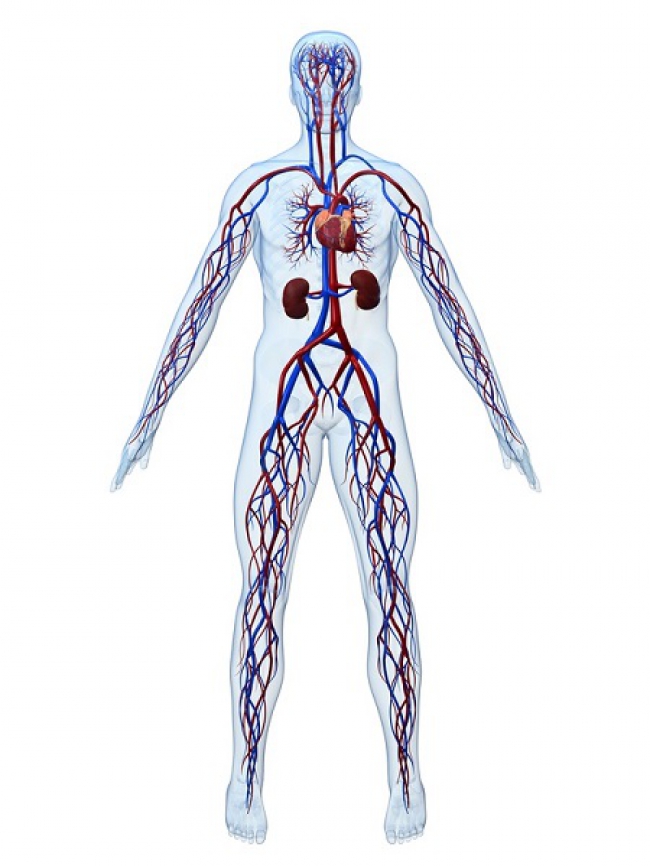 TERAPIA REGENERATIVA